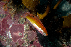 Suezichthys aylingi