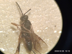 Hymenoptera