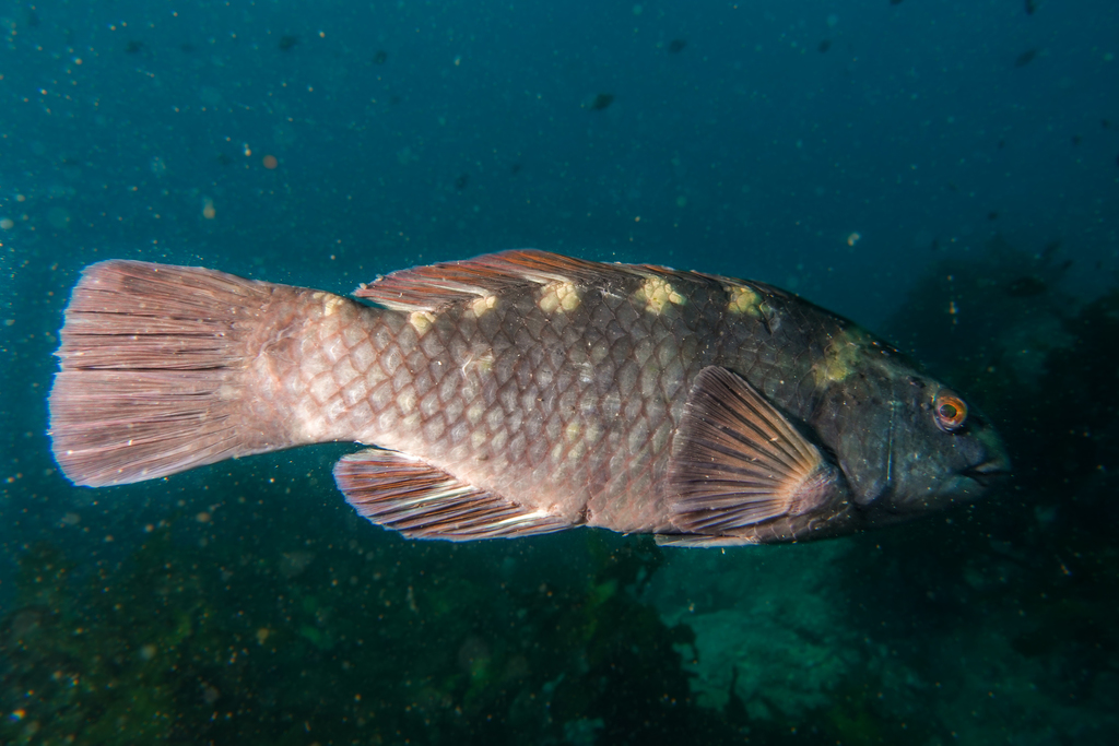 Banded Parrotfish