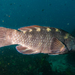 Purple Wrasse - Photo (c) lcolmer, some rights reserved (CC BY-NC), uploaded by lcolmer