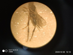 Hymenoptera