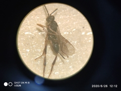 Hymenoptera