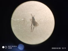 Hymenoptera