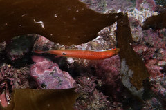 Suezichthys aylingi
