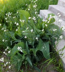 Armoracia sisymbrioides