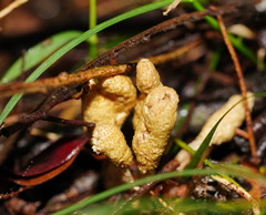 Cordyceps cranstounii