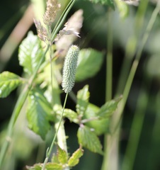 Phleum bertolonii