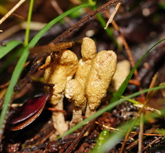 Cordyceps cranstounii