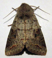 Orthosia revicta