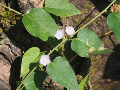 Jacquemontia paniculata