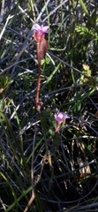 Boronia parviflora