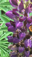 Bombus hypnorum