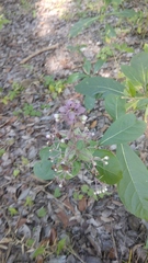 Rotheca myricoides