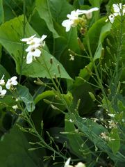 Armoracia sisymbrioides