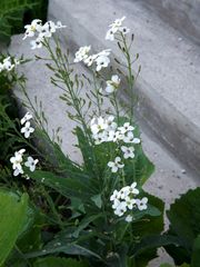 Armoracia sisymbrioides