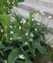 Armoracia sisymbrioides