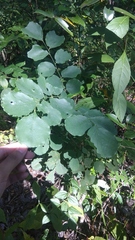 Dalbergia latifolia