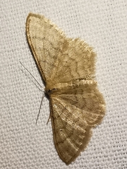 Idaea dilutaria