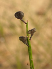 Comesperma sphaerocarpum