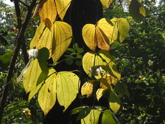 Dioscorea hispida