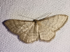 Idaea dilutaria