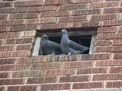 Columba livia domestica