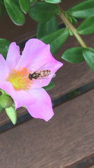 Episyrphus balteatus