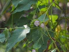 Jacquemontia paniculata