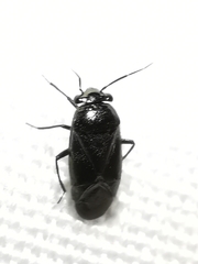 Strongylocoris