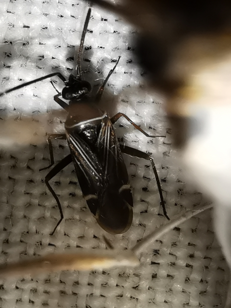 Cremnocephalus matocqi