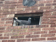 Columba livia domestica