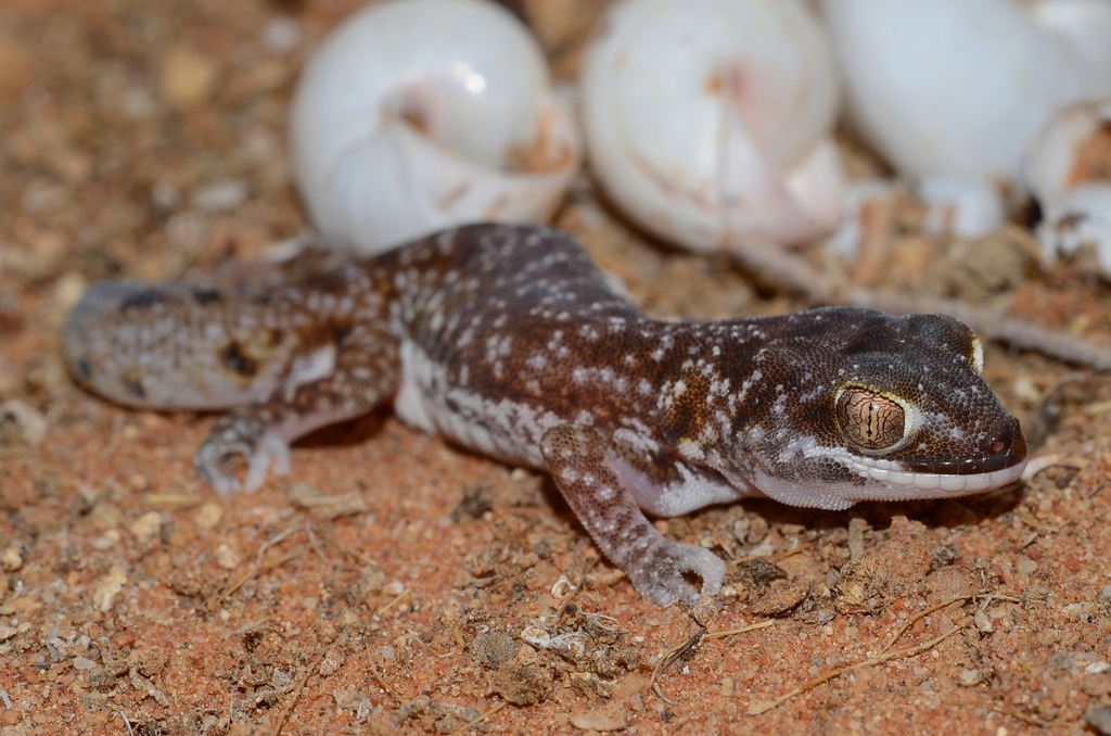 Austen's Gecko