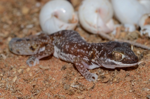 Austen Thick-toed Gecko, Pachydactylus austeni