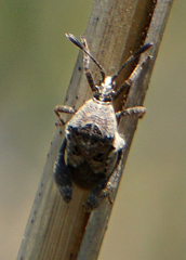 Merocoris distinctus