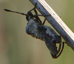 Merocoris distinctus