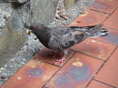 Columba livia domestica