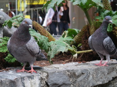 Columba livia domestica