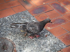Columba livia domestica