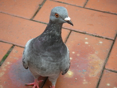 Columba livia domestica