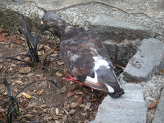 Columba livia domestica