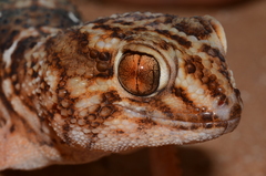 Chondrodactylus angulifer