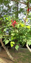 Erythrina corallodendron