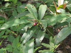 Ardisia humilis