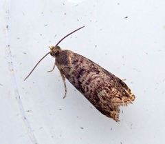 Grapholita janthinana