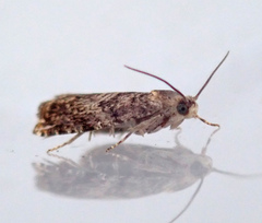 Grapholita janthinana