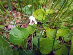 Viola blanda