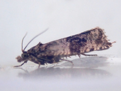 Syricoris lacunana