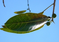 Ficus crocata