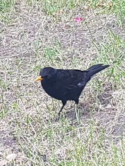 Turdus merula