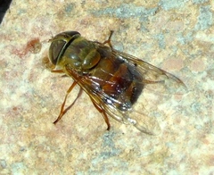 Copestylum macrocephalum